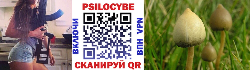 kraken как зайти  Чекалин  Псилоцибиновые грибы Psilocybe  закладка 